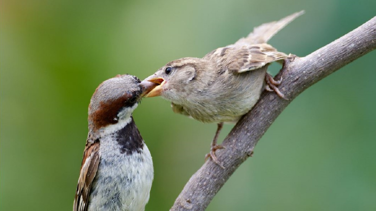 新西兰鸟类和动物