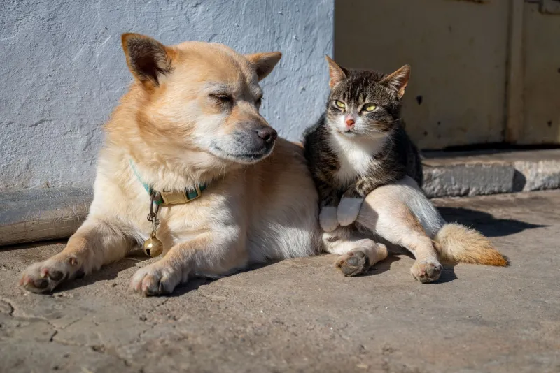 Paws Across the Tasman: A Complete Guide to Bringing Your Pets to New Zealand