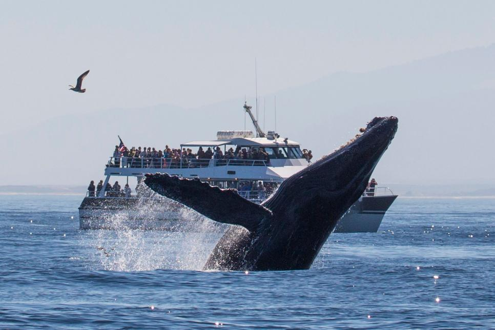 migração de baleia